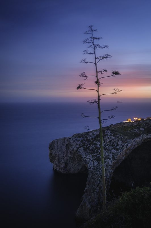 Blue Grotto agave at sunset, small archive frame