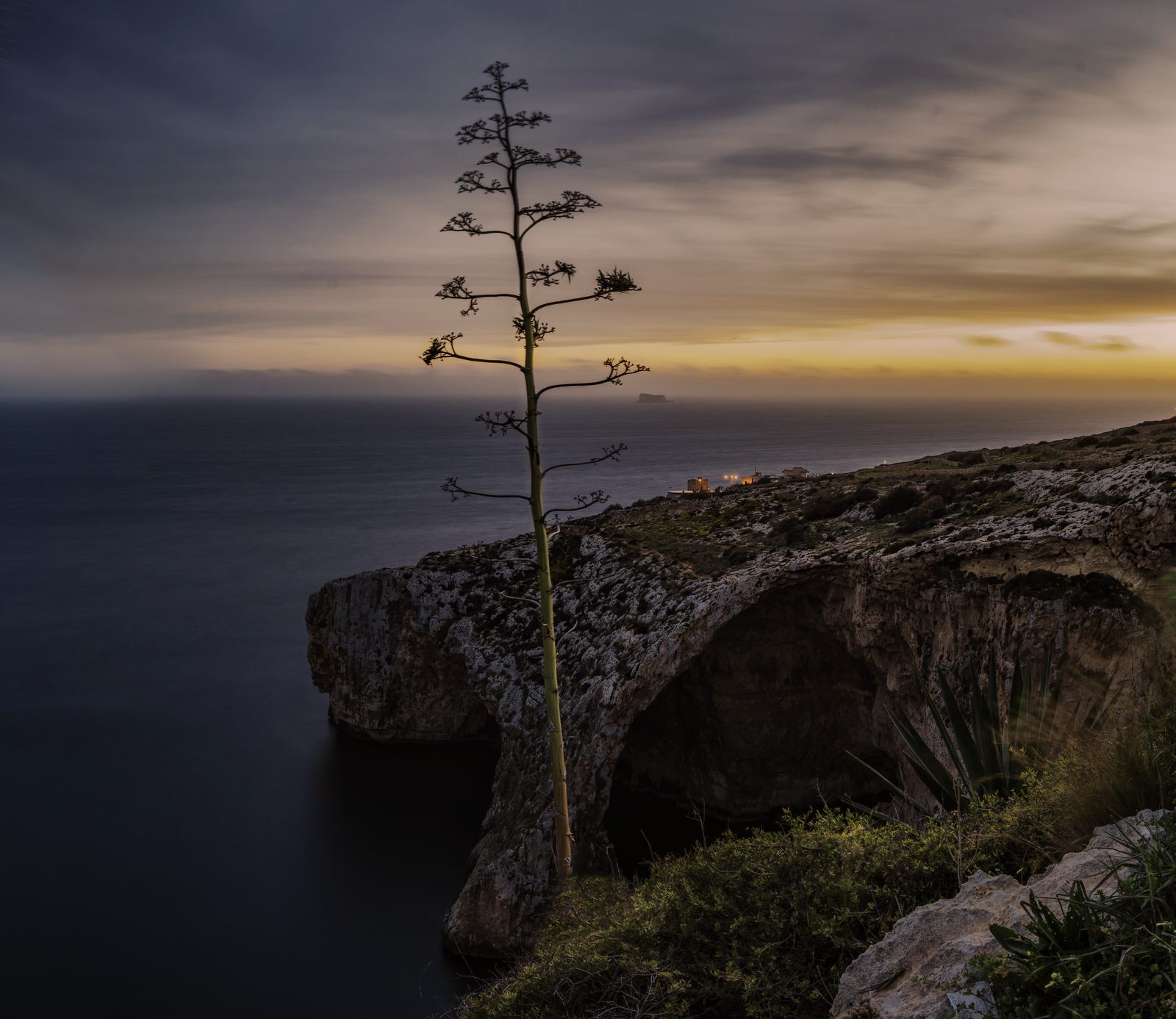 An agave overlooking the Blue Grotto cliffs at dusk, square frame