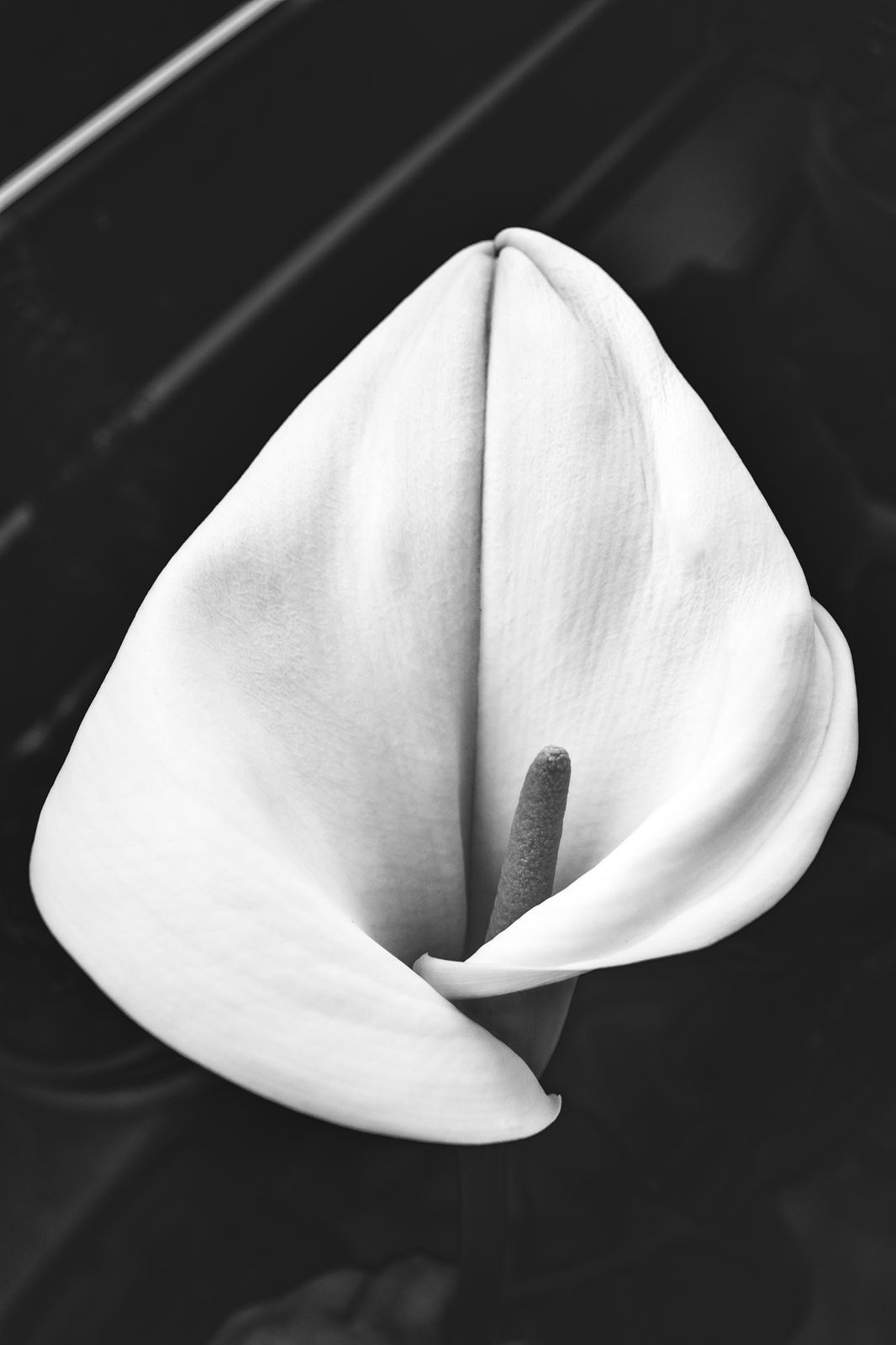 A lily with its petal folding inward, black and white study