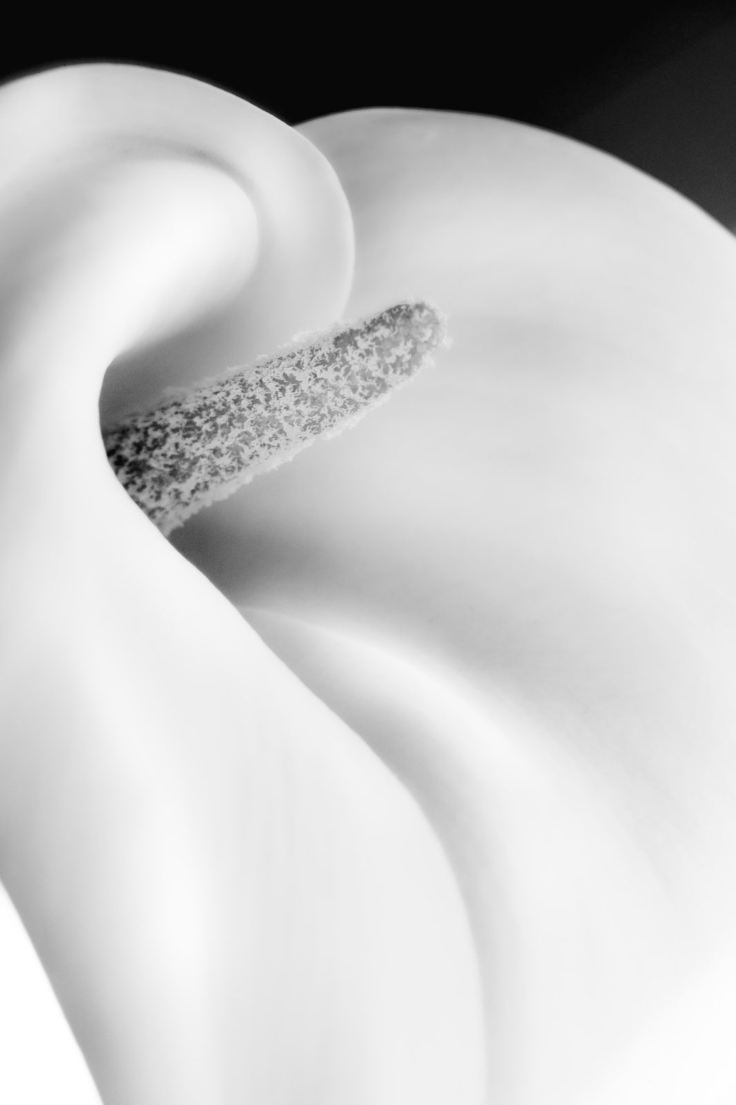 Close black and white study of a lily spadix on a dark ground