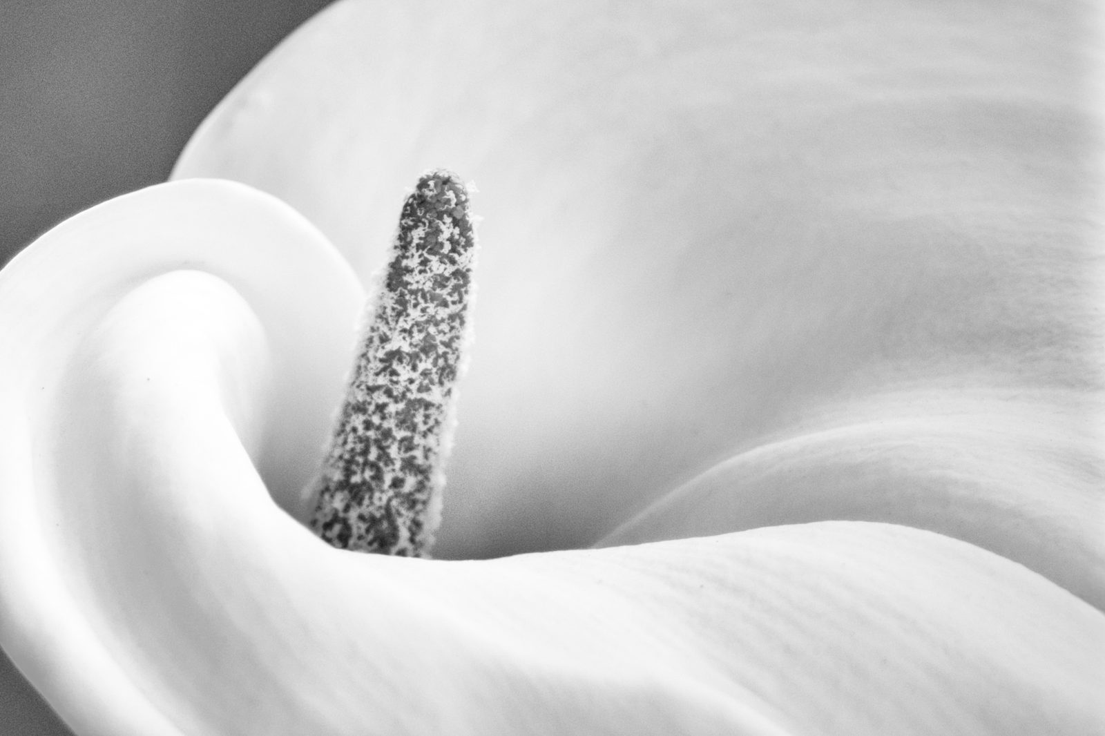 The spiral curl of a lily petal in close black and white
