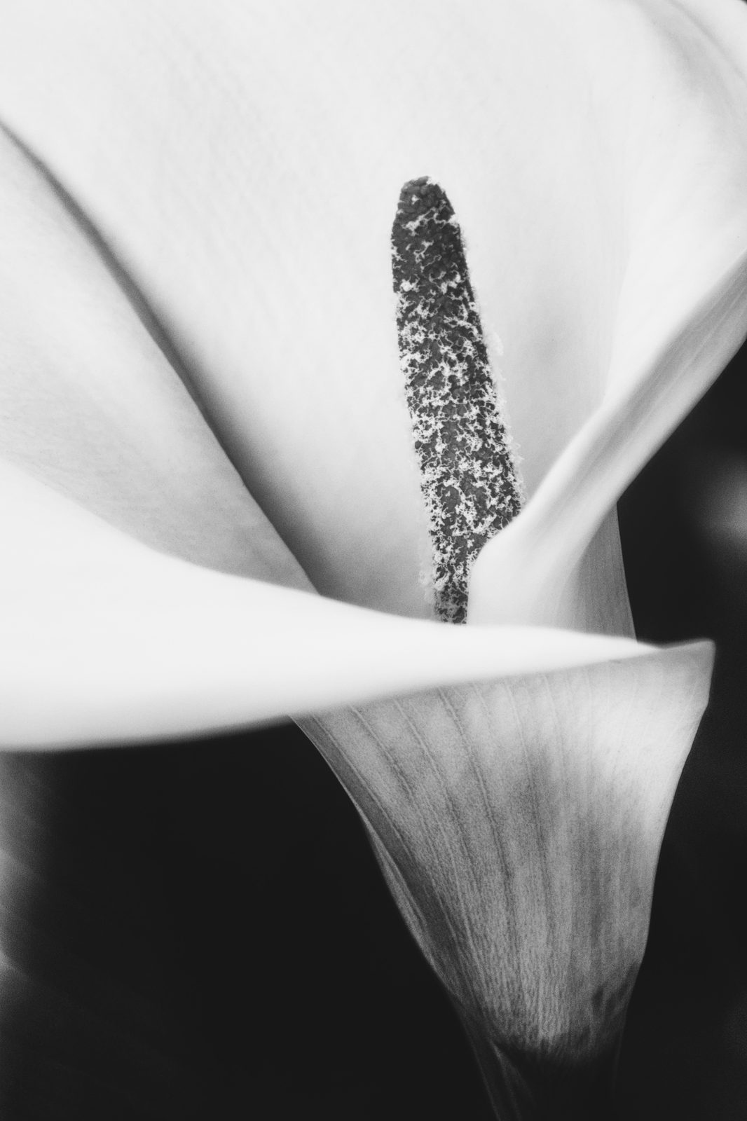 Full Maltese lily standing on a dark ground, black and white study