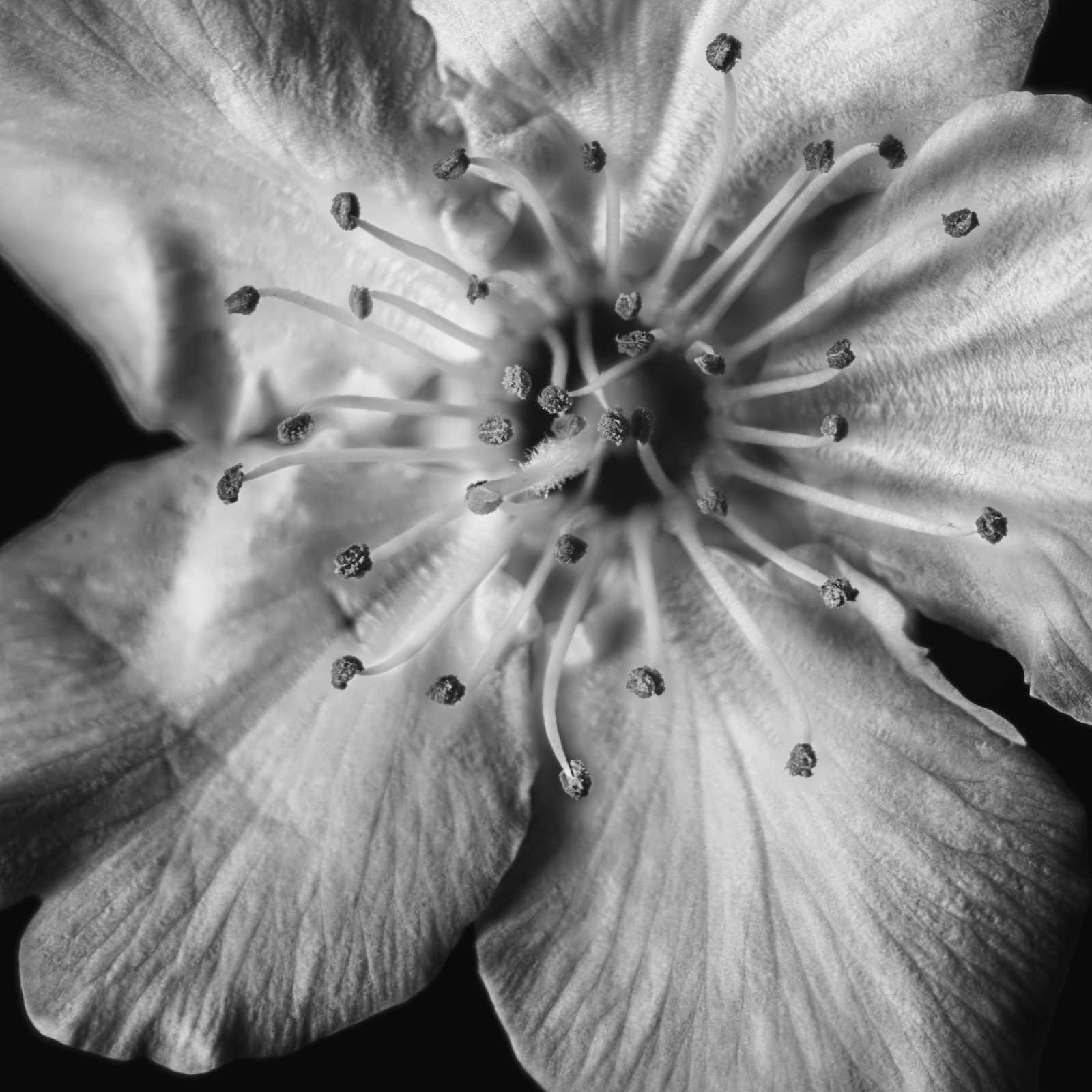 Open cherry blossom with sharp stamens on a dark ground, black and white square study