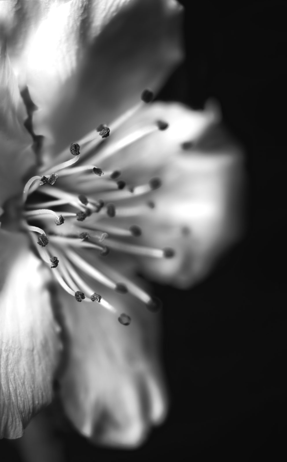 A cherry blossom branch rising on a dark ground, black and white vertical study