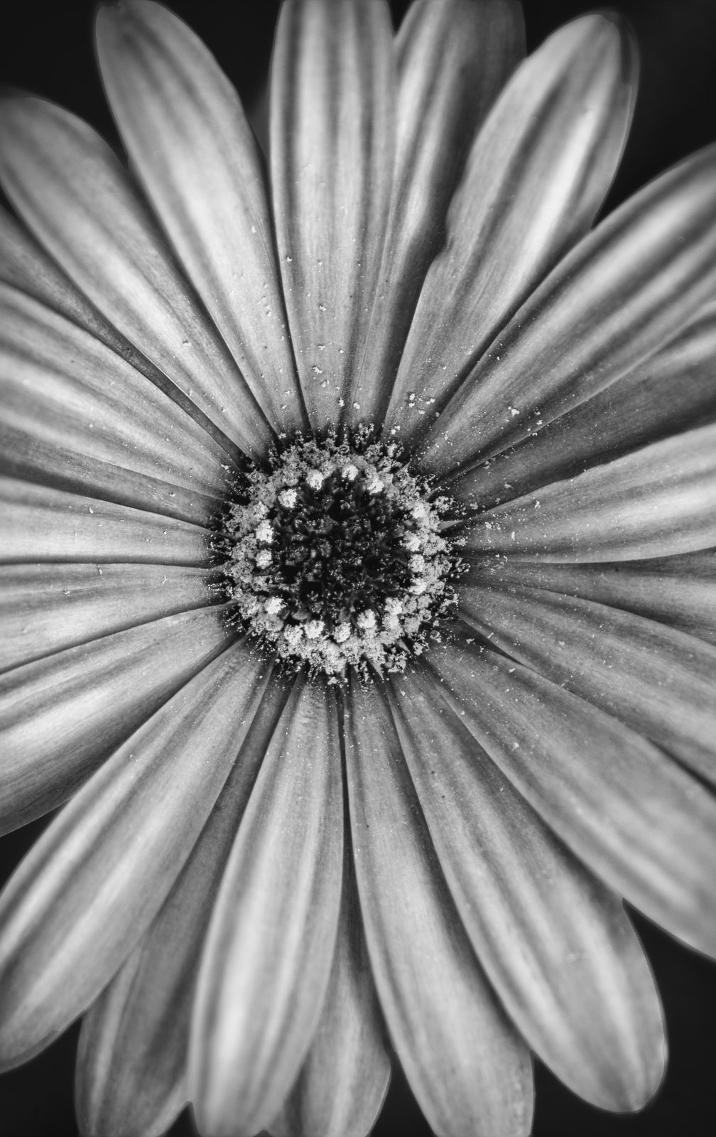 A flower face covered in dew drops, close black and white study