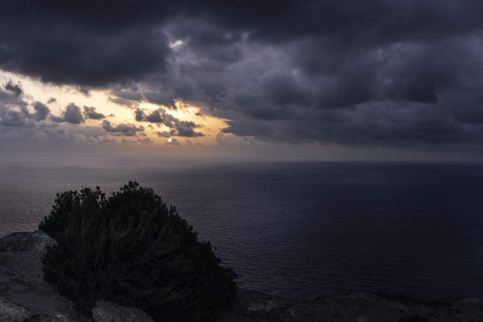 A lone caper shrub at dusk above the coast at Fawwara, Malta