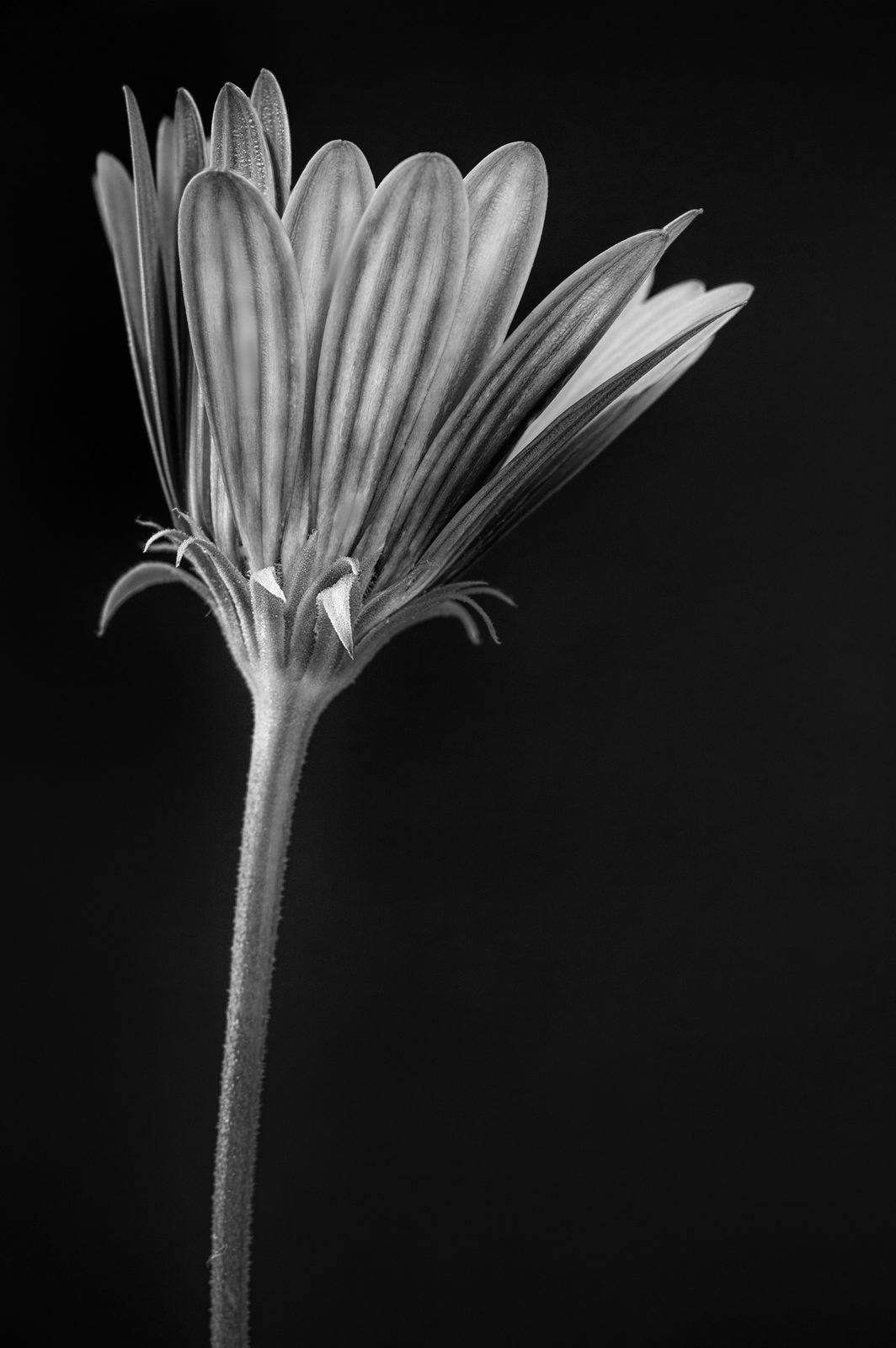 A single flower stem on a dark ground, black and white vertical study