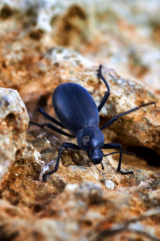 A beetle crossing pale globigerina limestone in warm sunrise light