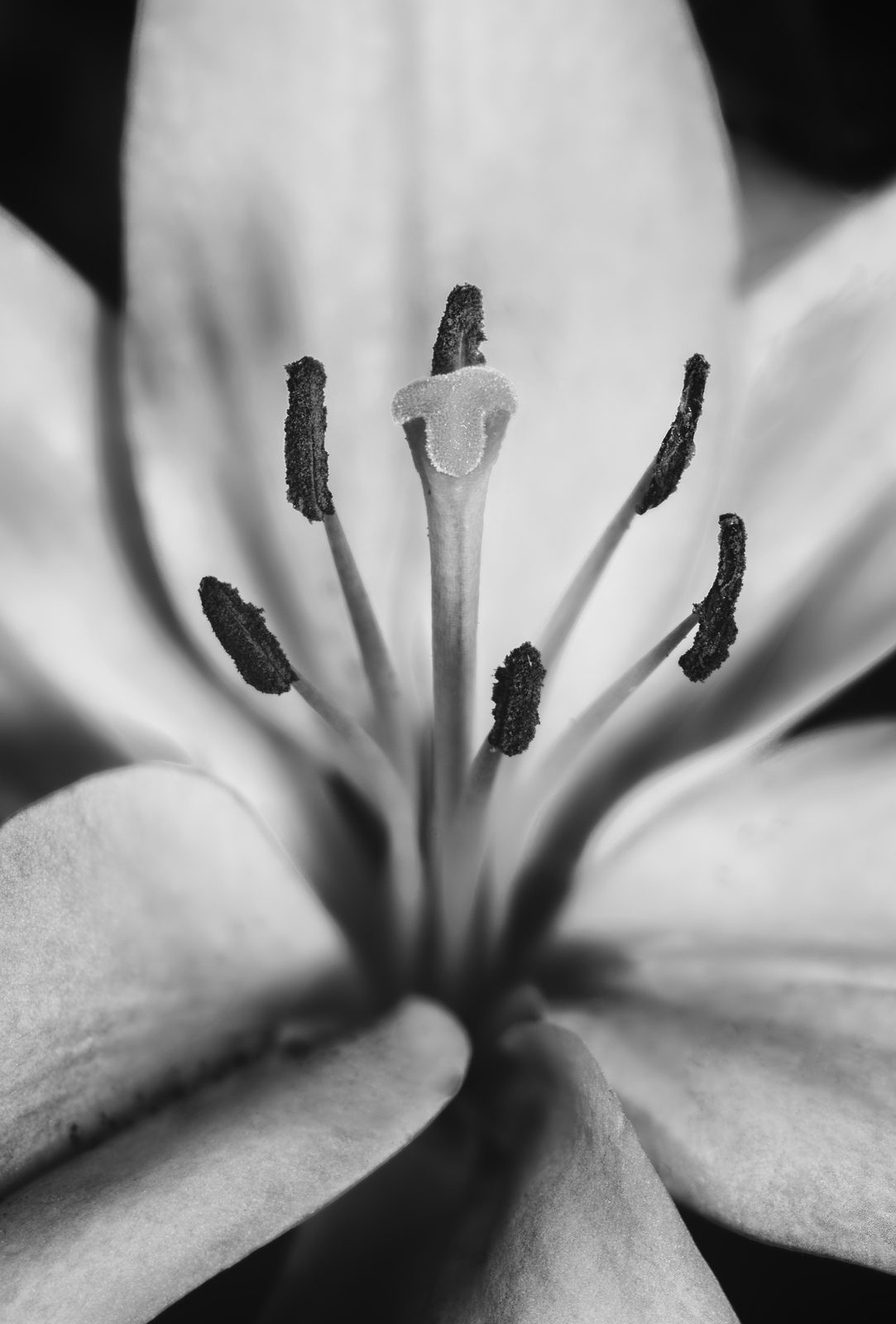 The tall stamen of a lily rising like a staff, black and white close study